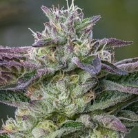 Anesia  Cannabis  Seeds  The  Sin