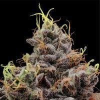 Anesia Cannabis Seeds Think Tank