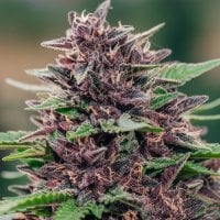 Anesia  Cannabis  Seeds  Toffee  Pudding  Auto