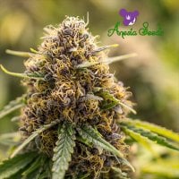 Anesia  Cannabis  Seeds  True  Gold  Og