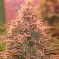 Anesia  Cannabis  Seeds  Umme