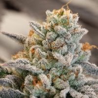 Anesia  Cannabis  Seeds  Vanilla  Frosting