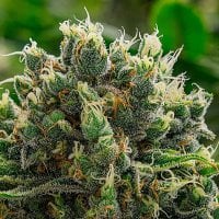 Anesia  Cannabis  Seeds  White  Runtz