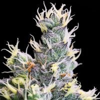Anesia  Cannabis  Seeds  Yuhbary  Auto