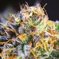 Anesia  Cannabis  Seeds  Yuhbary