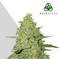 Auto  Cannabis  Seeds  Auto  Acapulco  Gold