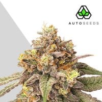 Auto  Cannabis  Seeds  Auto  Pink  Runtz