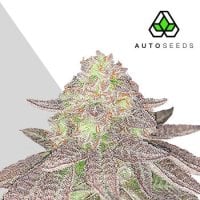 Auto  Cannabis  Seeds  Auto  Rainbow  Glue