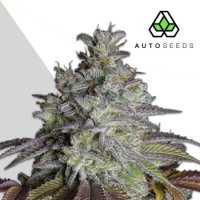 Auto Cannabis Seeds Do Si Dos Auto