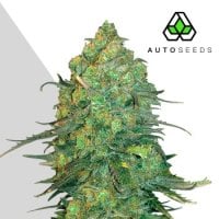 Auto  Cannabis  Seeds  Durban  Poison  Auto