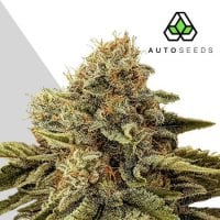 Auto  Cannabis  Seeds  Godfather  Og  Auto