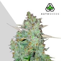 Auto  Cannabis  Seeds  Northern  Lights  Auto