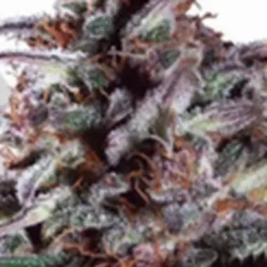 Auto Cannabis Seeds Purple Lemonade Auto