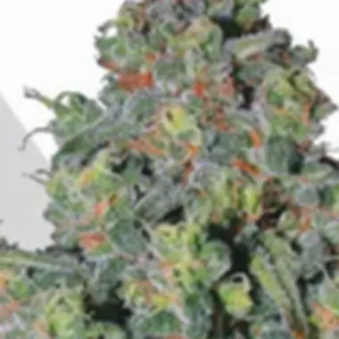Auto Cannabis Seeds Trainwreck Auto