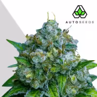 Auto  Cannabis  Seeds  Zkittlez  Auto