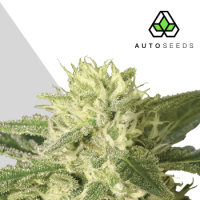 Auto1