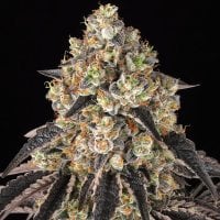 Barney  S  Farm  Black  Cherry  Gushers