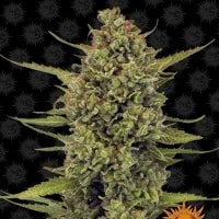 Barneys  Farm  Cannabis  Seeds  Acapulco  Gold