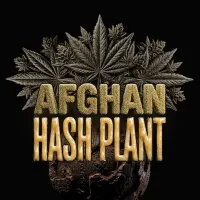 Barneys  Farm  Cannabis  Seeds  Afghan  Hash  Plant  Auto