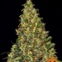 Barneys  Farm  Cannabis  Seeds  Amnesia  Haze  Auto
