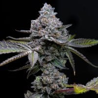 Barneys Farm Cannabis Seeds Apple Fritter