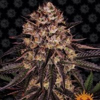 Barneys  Farm  Cannabis  Seeds  Biscotti  Mintz