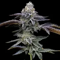 Barneys Farm Cannabis Seeds Blue Dream