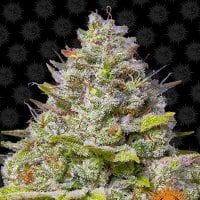 Barneys  Farm  Cannabis  Seeds  Blue  Gelato 41