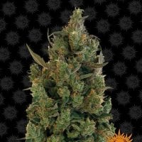 Barneys  Farm  Cannabis  Seeds  Blueberry  Cheese