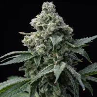 Barneys Farm Cannabis Seeds Bruce Banner