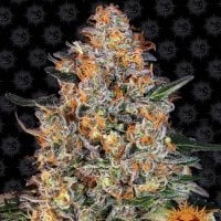 Barneys  Farm  Cannabis  Seeds  Bubba  Kush