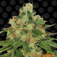 Barneys  Farm  Cannabis  Seeds  Cbd  Caramel