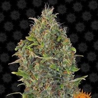 Barneys  Farm  Cannabis  Seeds  Critical  Kush  Auto