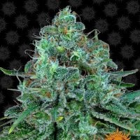 Barneys  Farm  Cannabis  Seeds  Critical  Kush
