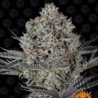 Barneys  Farm  Cannabis  Seeds  Do  Si  Dos 33