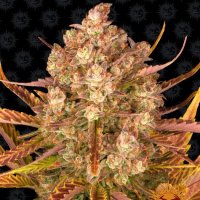 Barneys  Farm  Cannabis  Seeds  Do  Si  Dos  Auto