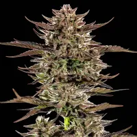 Barneys  Farm  Cannabis  Seeds  Frosted  Zinn  X 3  Bears  Og  Auto