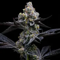 Barneys  Farm  Cannabis  Seeds  Garlic  Cookies