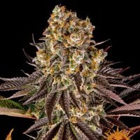 Barneys  Farm  Cannabis  Seeds  Gelato 45