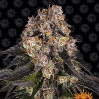 Barneys  Farm  Cannabis  Seeds  Girl  Scout  Cookies