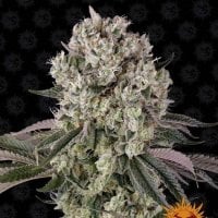 Barneys  Farm  Cannabis  Seeds  Glookies
