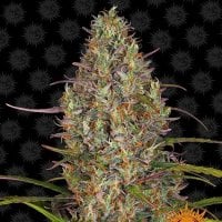 Barneys  Farm  Cannabis  Seeds  Glue  Gelato  Auto