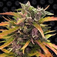 Barneys  Farm  Cannabis  Seeds  Gorilla  Glue  Auto