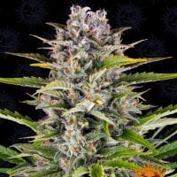 Barneys  Farm  Cannabis  Seeds  Gorilla  Zkittlez  Auto