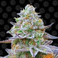 Barneys  Farm  Cannabis  Seeds  Gorilla  Zkittlez