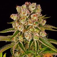 Barneys  Farm  Cannabis  Seeds  Kush  Mintz