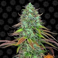 Barneys  Farm  Cannabis  Seeds  L  S  D  Auto