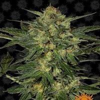 Barneys  Farm  Cannabis  Seeds  L  S  D