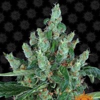 Barneys  Farm  Cannabis  Seeds  Laughing  Buddha