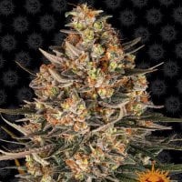 Barneys  Farm  Cannabis  Seeds  Lemon  Drizzle
